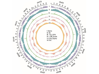 Genomeimg